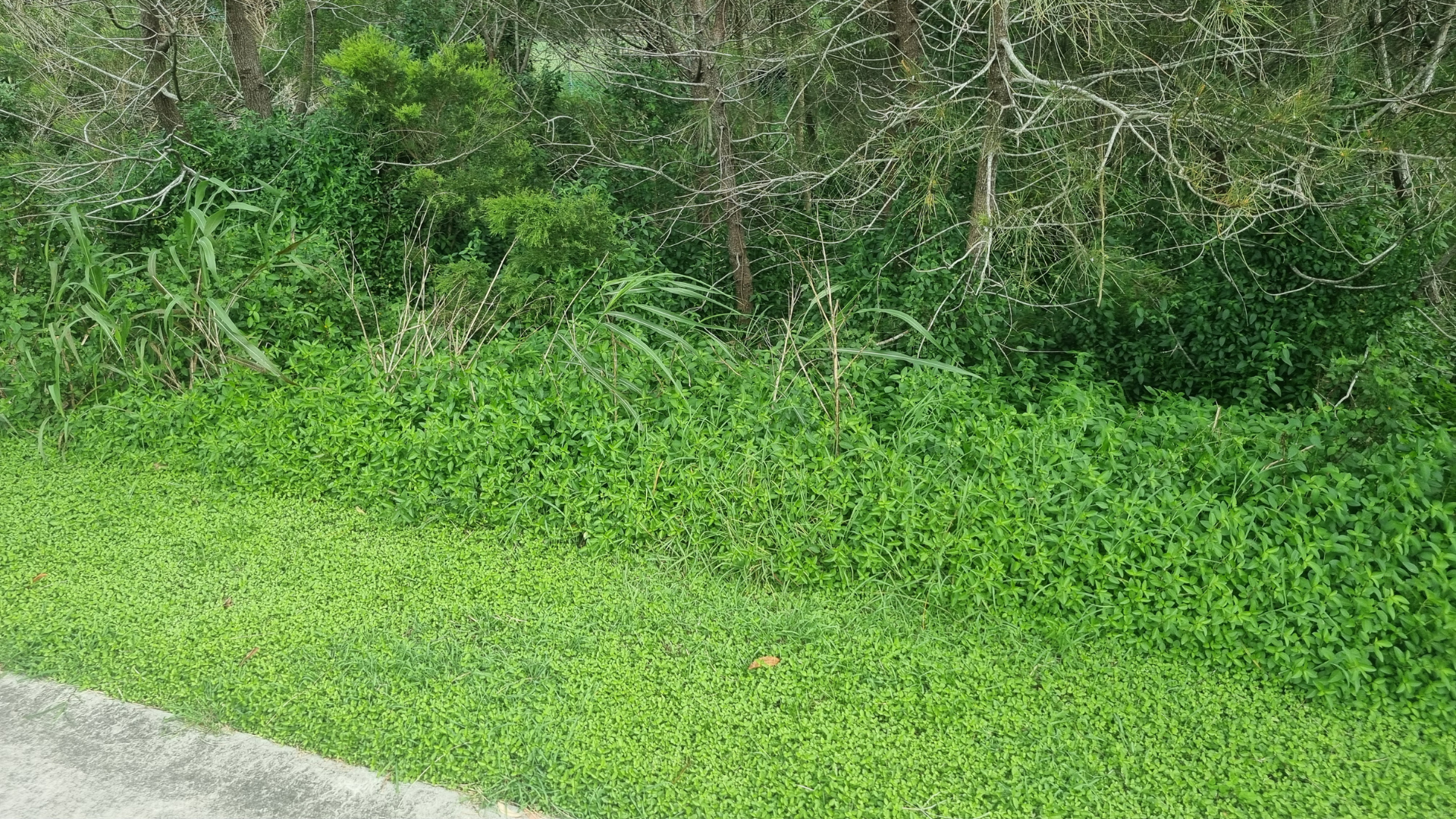 Dyschoriste depressa Weed Hygiene Case Study