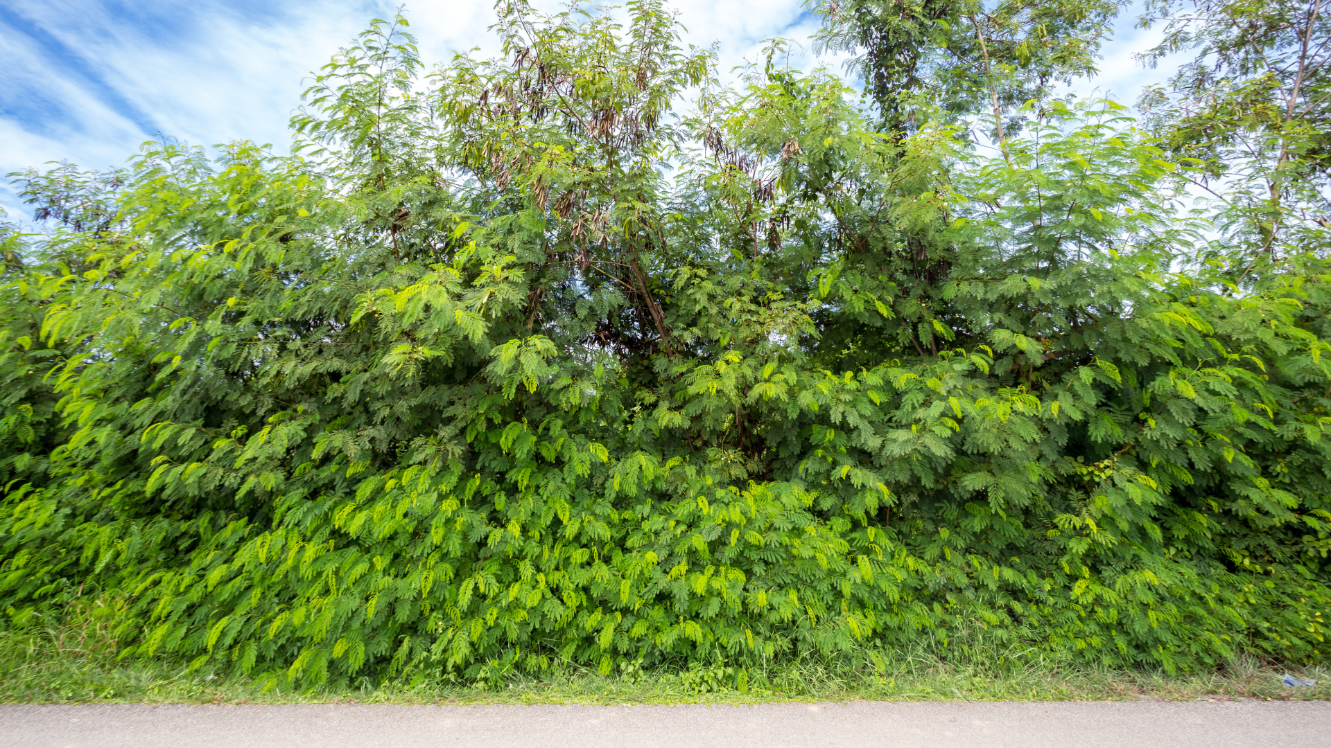 Leucaena leucocephala: Weed Hygiene Case Study