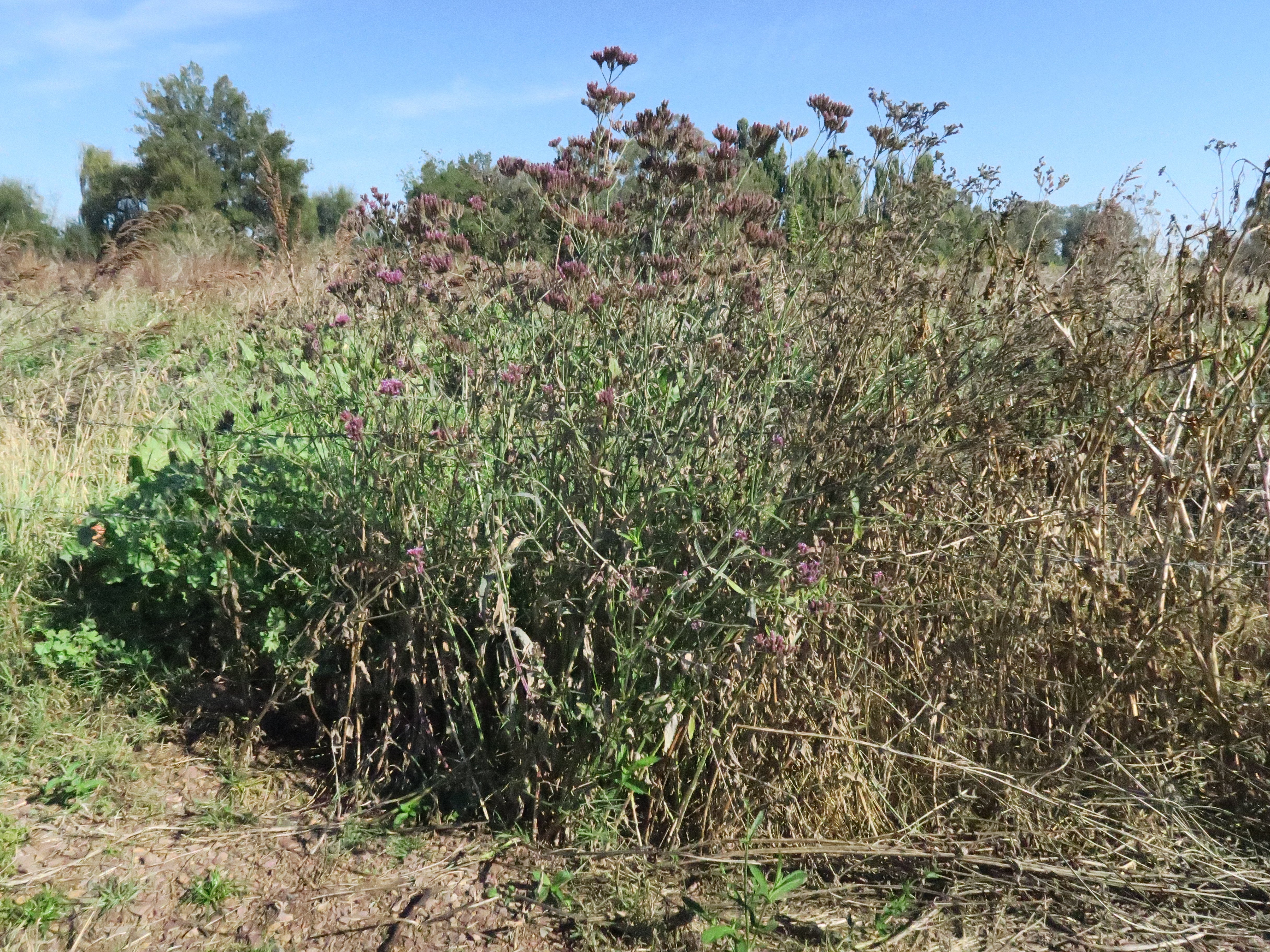 Herbicide Shortages: Impacts on Cropping and Non-Crop Sectors