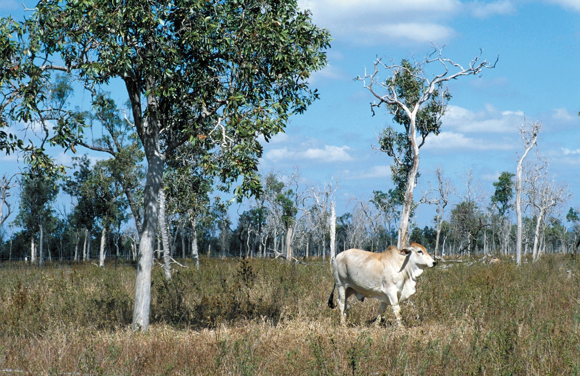 herbicide application techniques in australian pastures