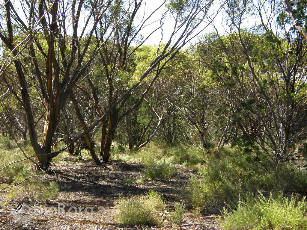 The Role of Herbicides in Supporting Ecosystem Restoration: Strategic Tools for a Sustainable Future