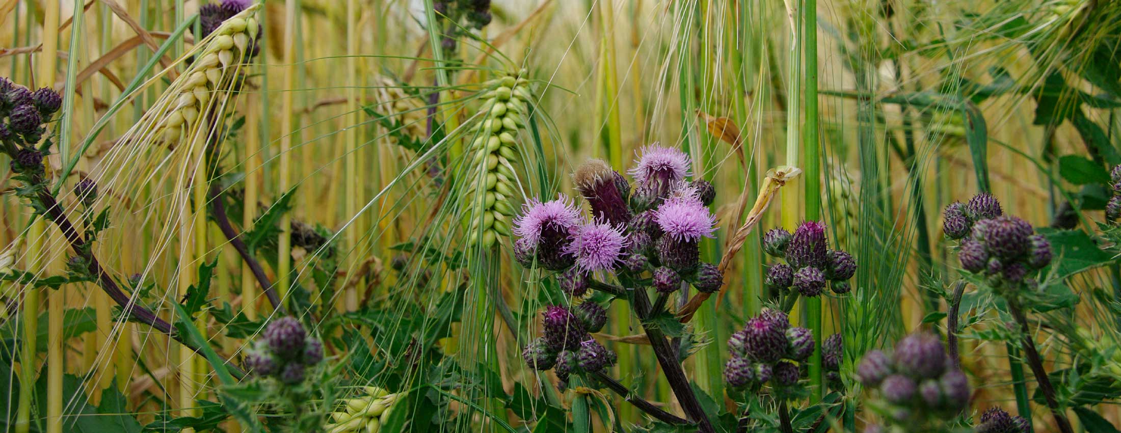Glyphosate Alternatives: Exploring Effective Herbicides for Weed Control