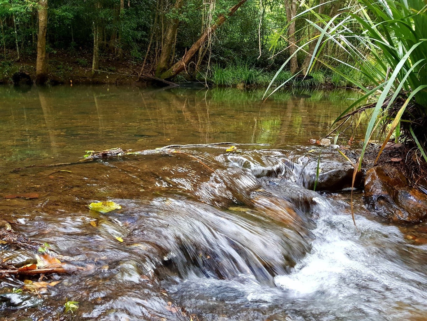 IVM Holistic Natural Recovery GWS Blog Img 1