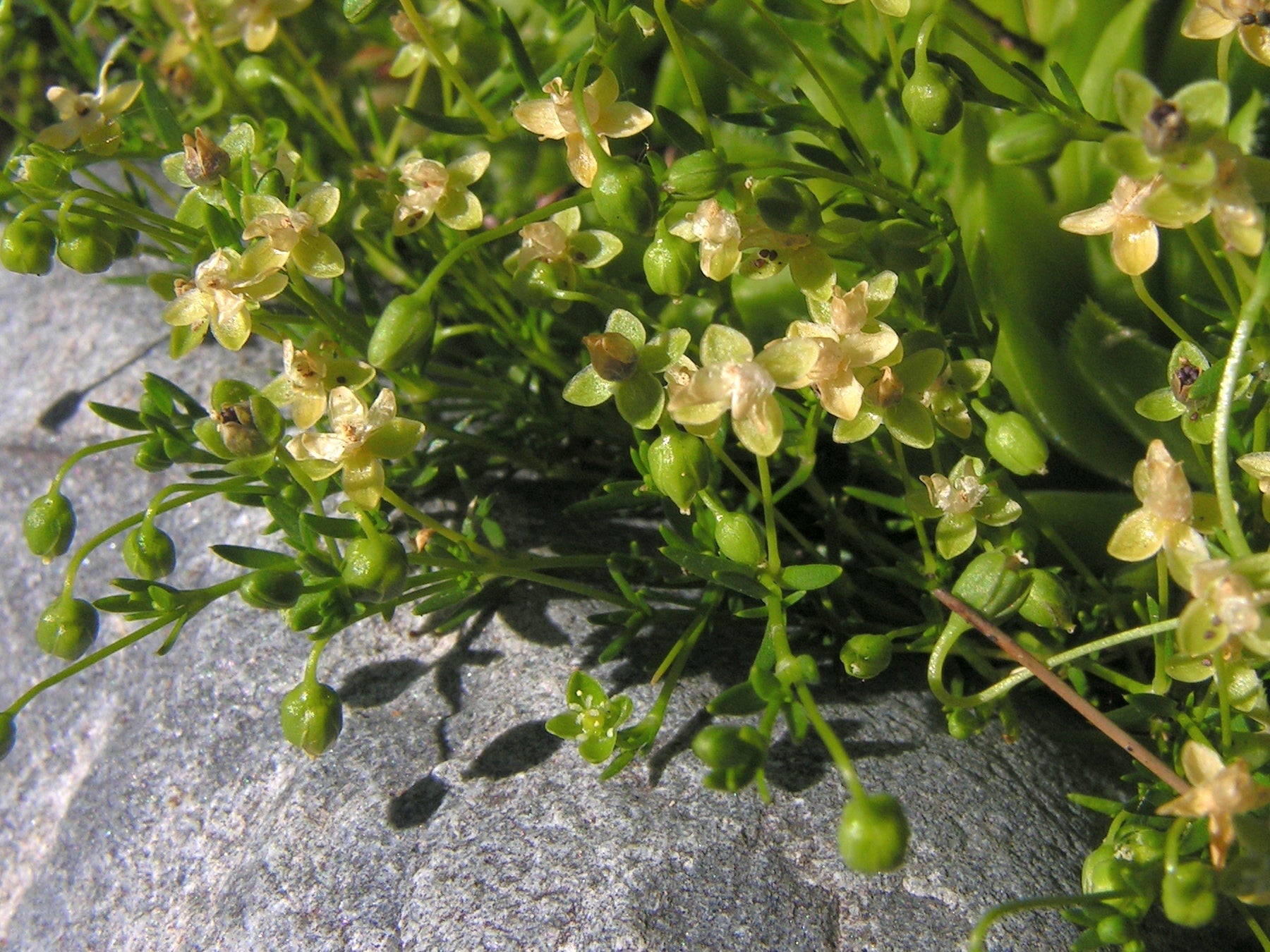 Pearlwort