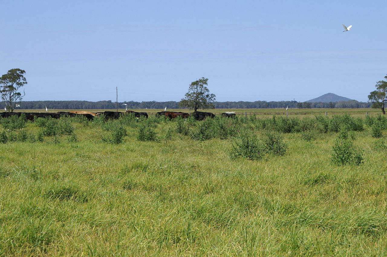 Non-Selective vs. Selective Herbicides: Choosing Weed Control
