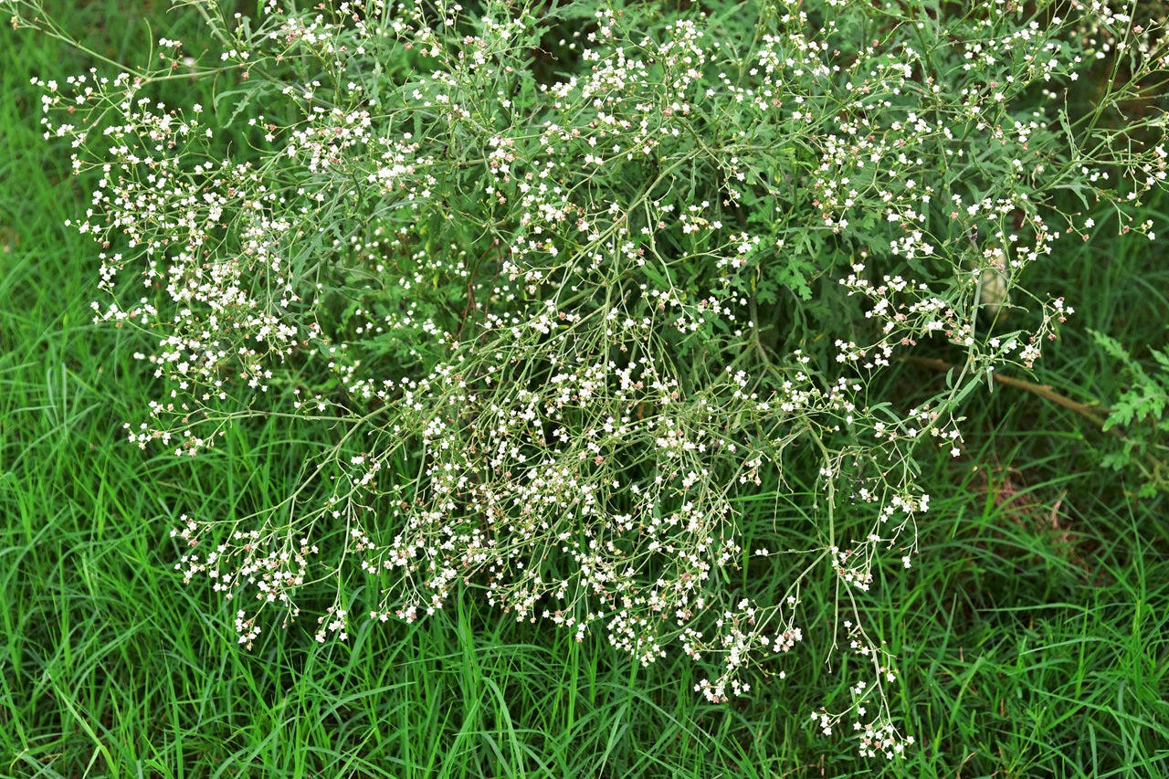 Case Study: Parthenium Weed Hygiene