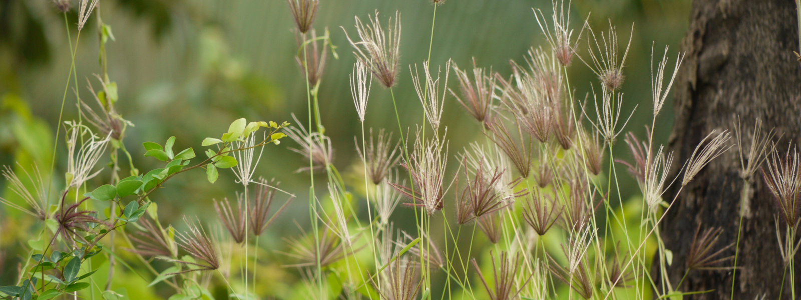 Rhodes Grass