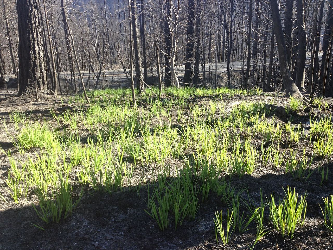 Rethinking Vegetation Management: From Compliance to Condition