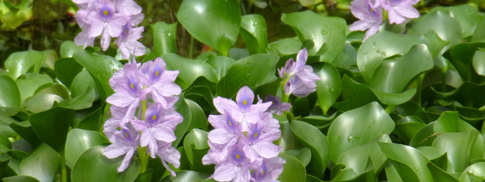 Water Hyacinth