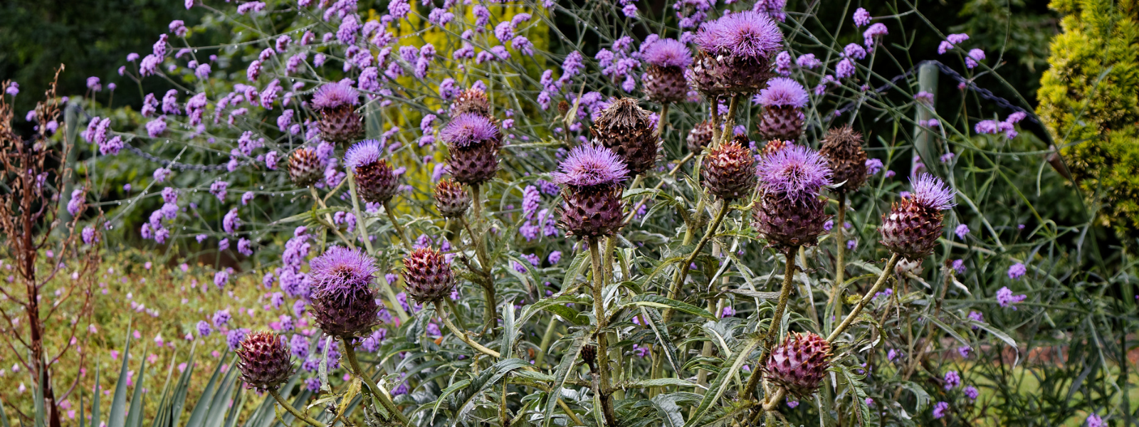 Wild Artichoke