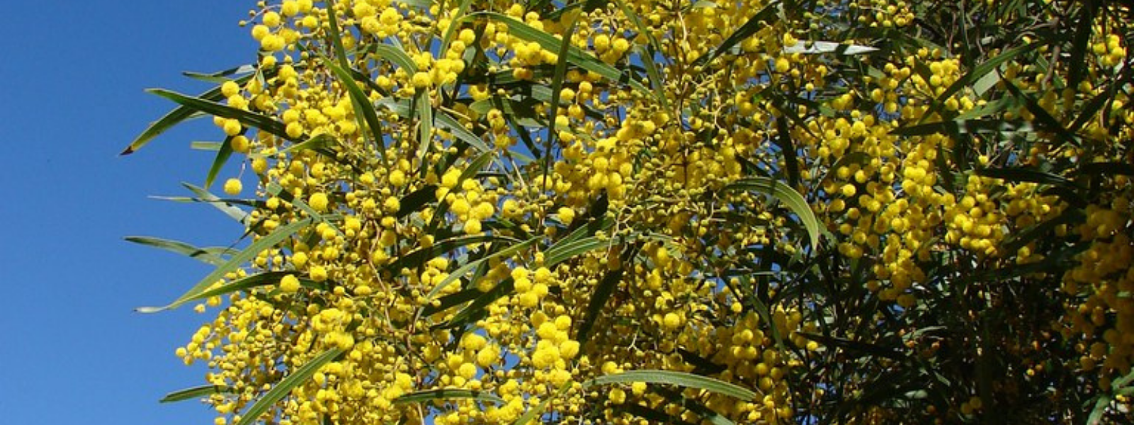 Zigzag wattle