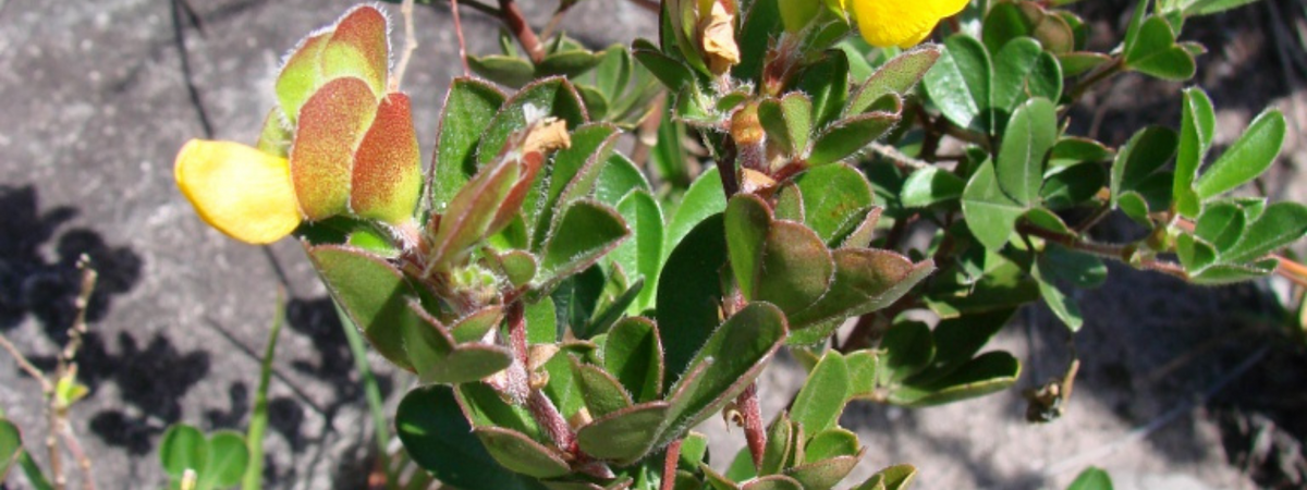 Zornia, Zornia spp. - Greenway Weed Solutions