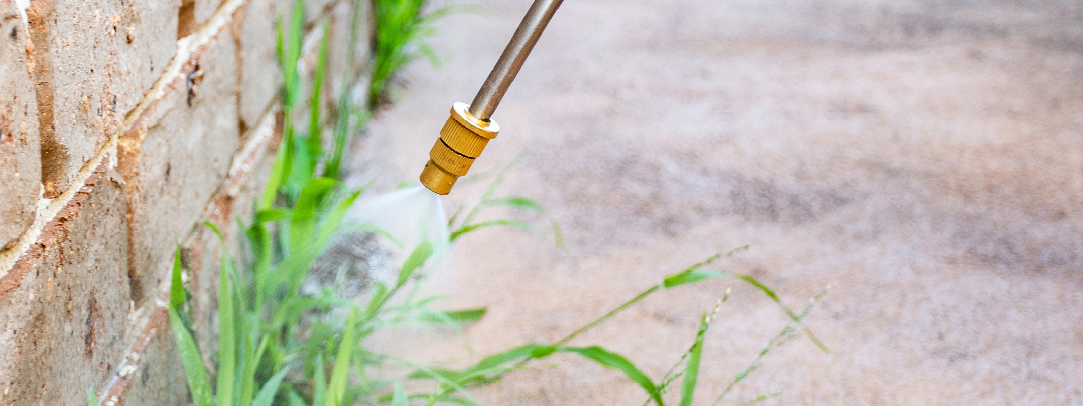 Weeds being sprayed with a herbicide applied to the leaves