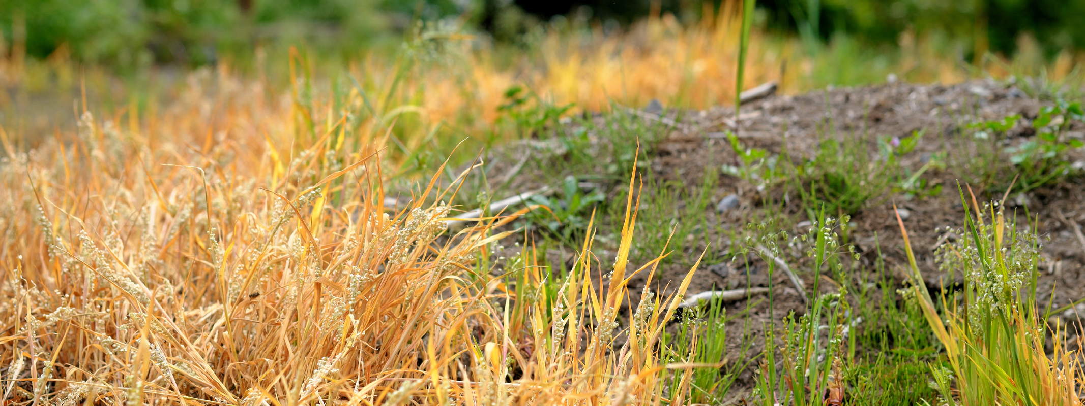 An image of weeds showing some being controlled and some not