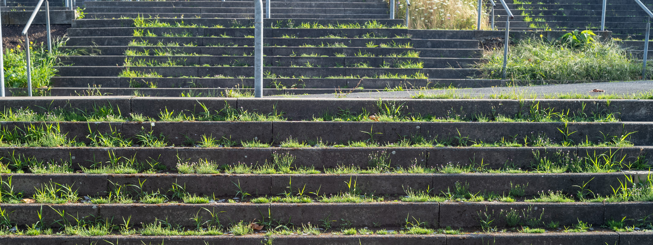 Weeds growing on a set of concrete steps