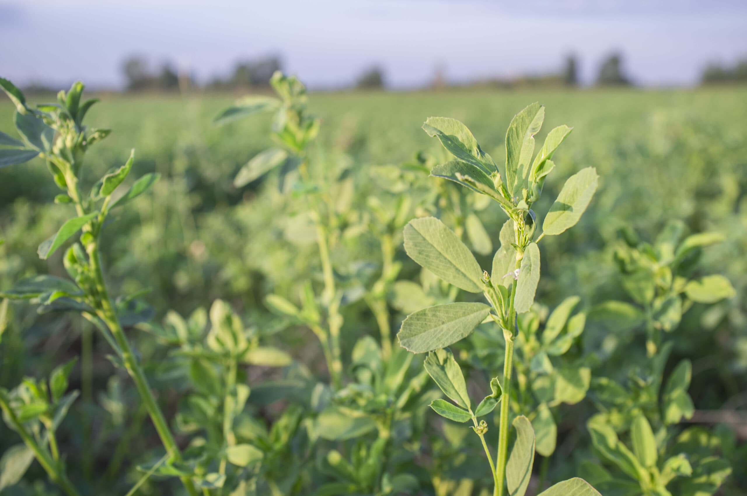 Herbicide Application Techniques: Precision and Efficiency