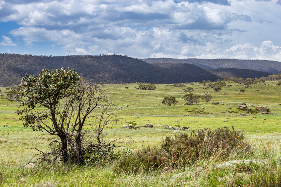 From Invasive Species to Native Landscapes: The Role of Chemicals in Restoring Balance