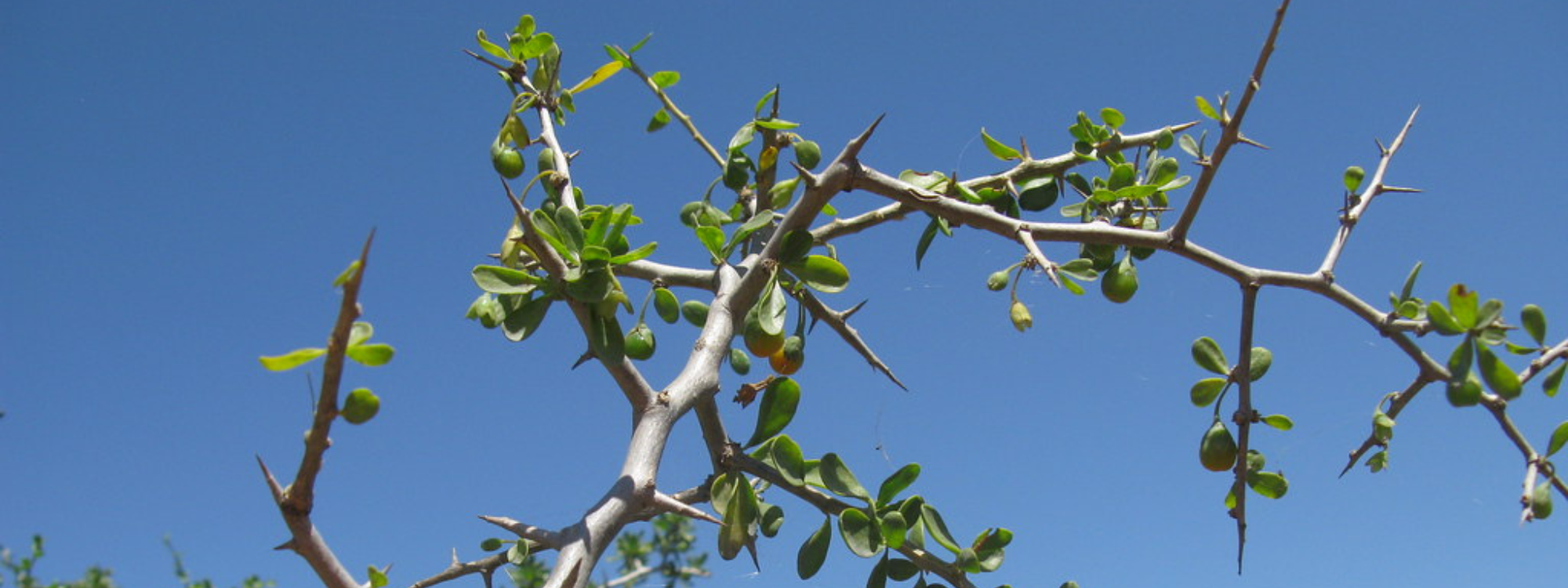 African Boxthorn_Lycium ferocissimum..