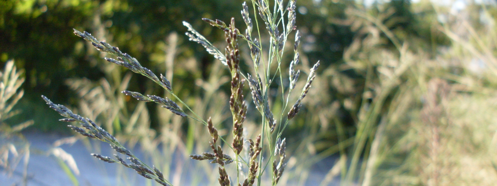 African Lovegrass