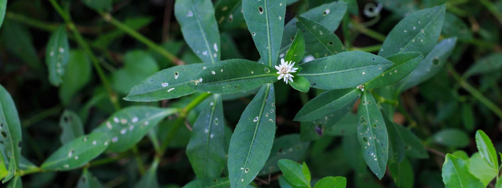 Alligator Weed_Alternanthera philoxeroides_6