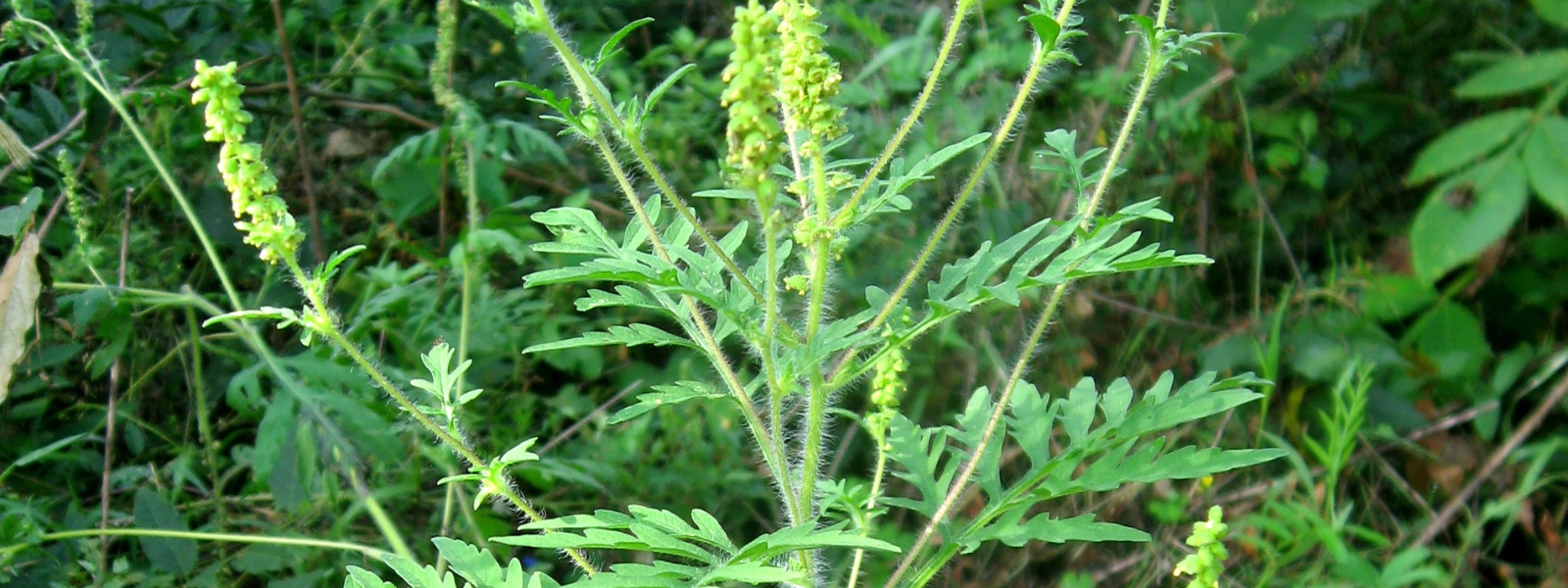 Annual Ragweed