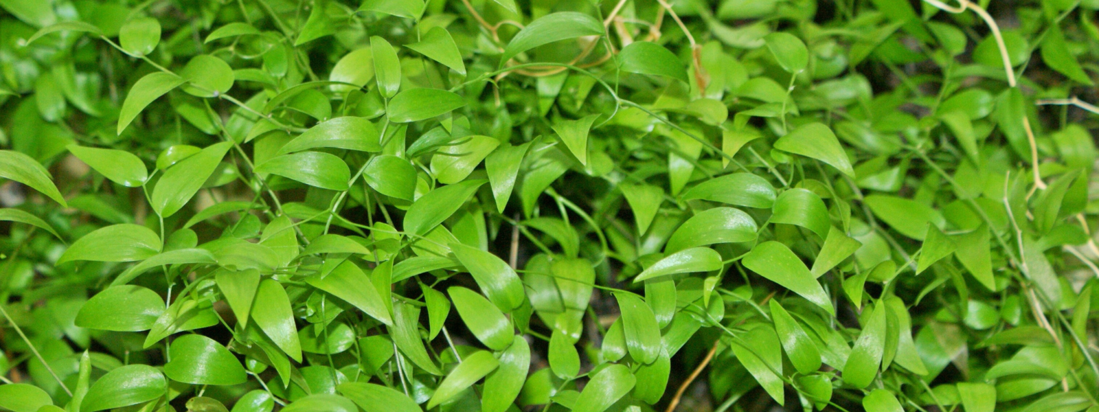 Bridal Creeper