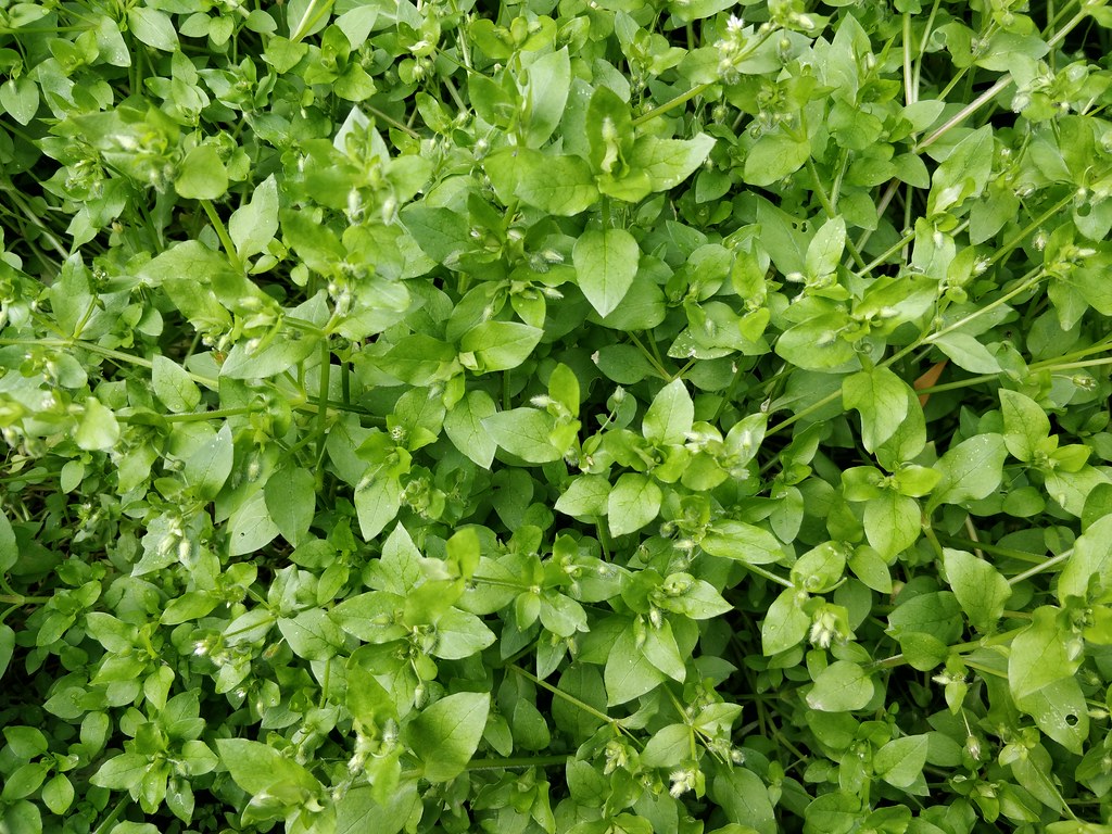 Chickweed