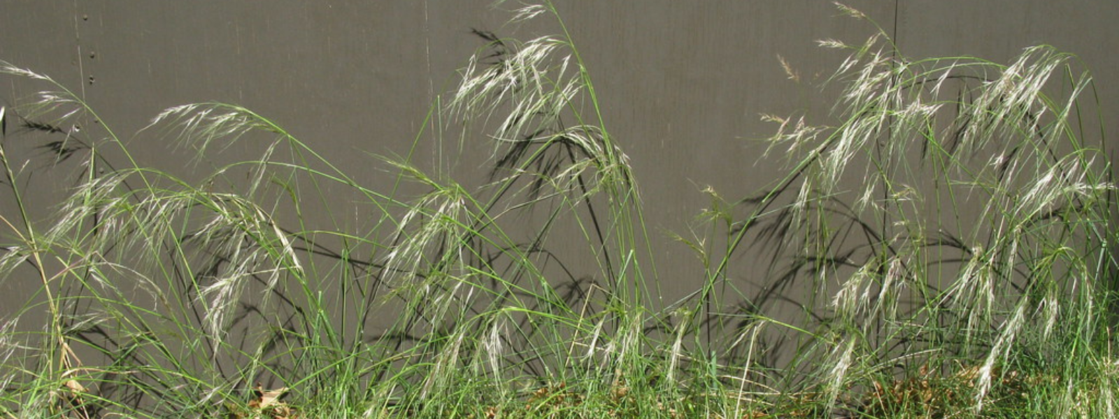 Chilean needlegrass