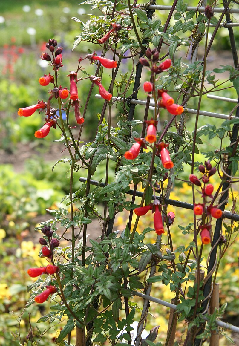 Chilean Pod Weed