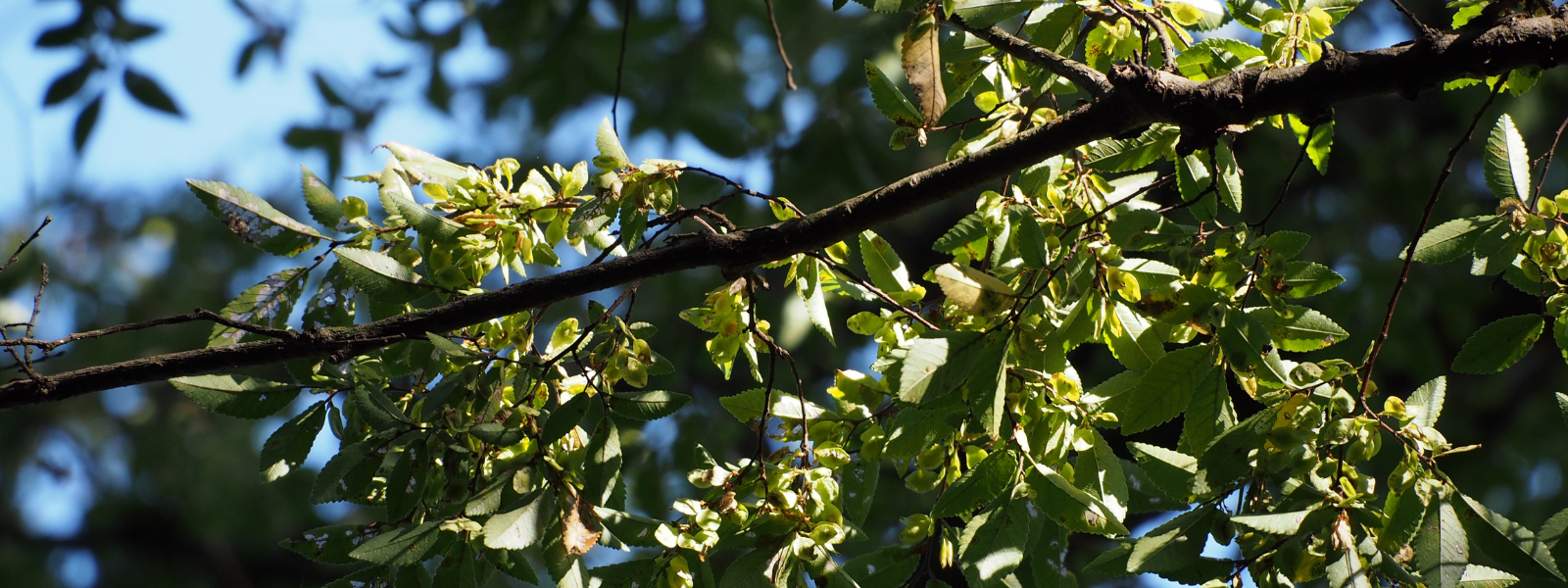 Chinese Elm