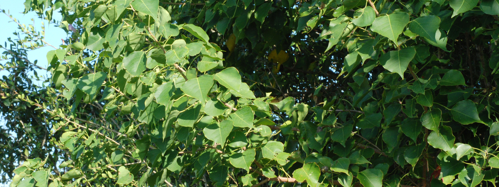 Chinese Tallow Tree