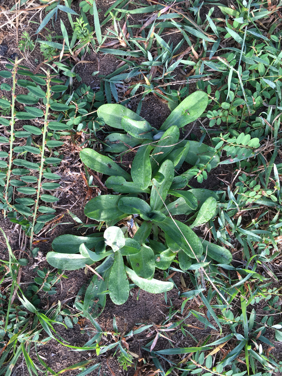 Cudweed