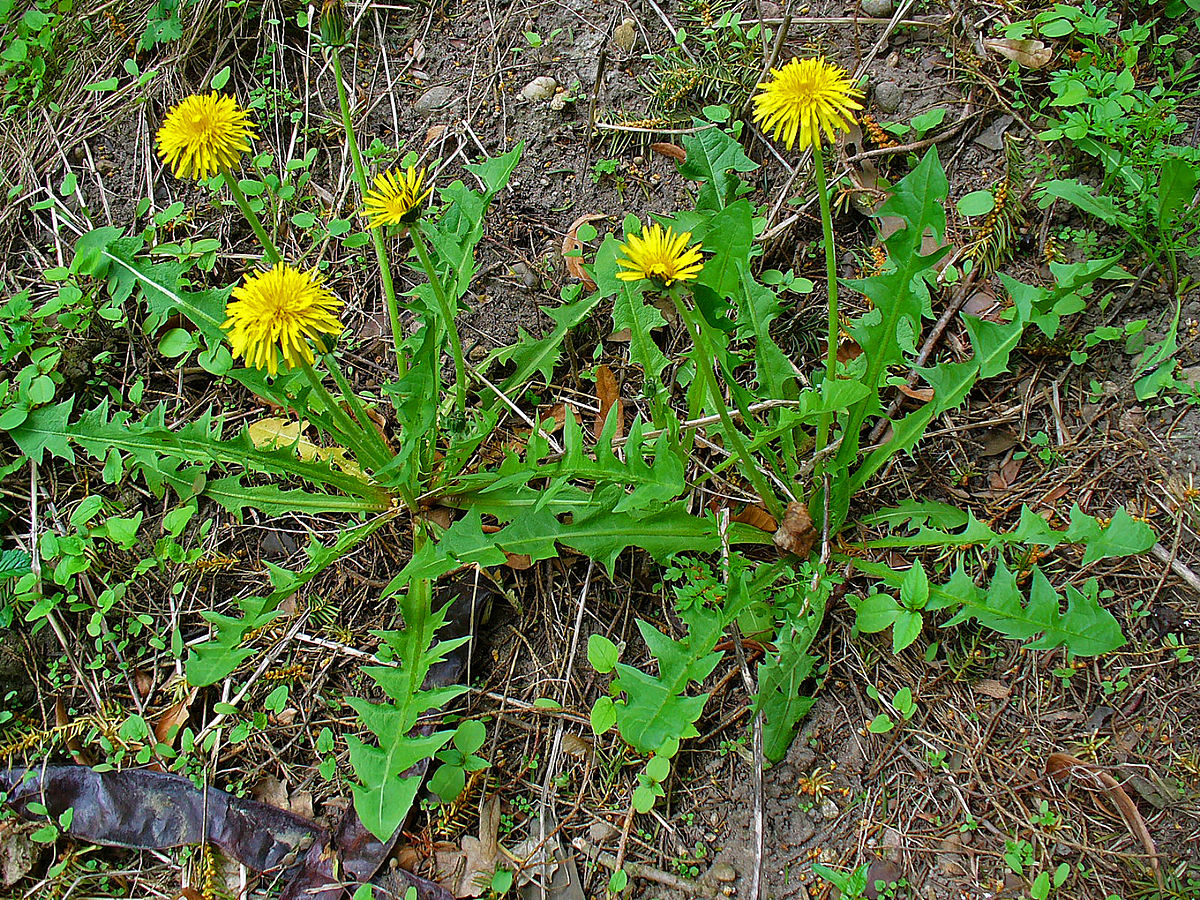 Dandelion