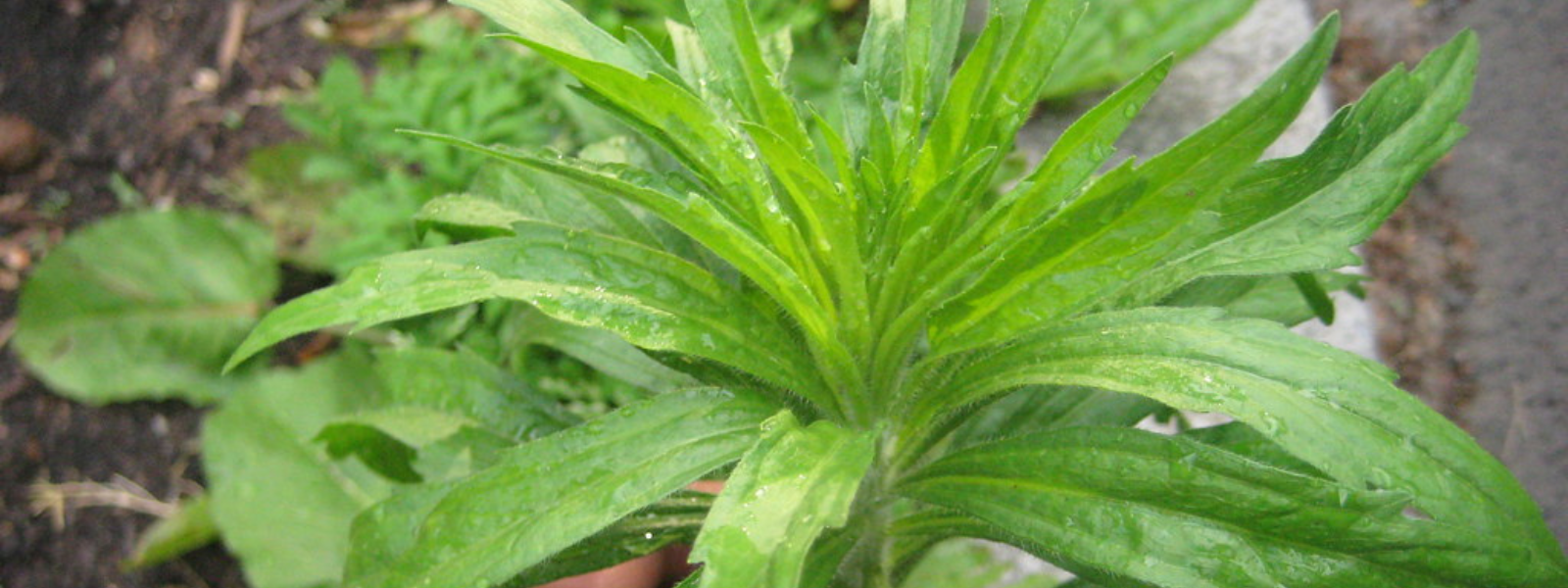 Fleabane