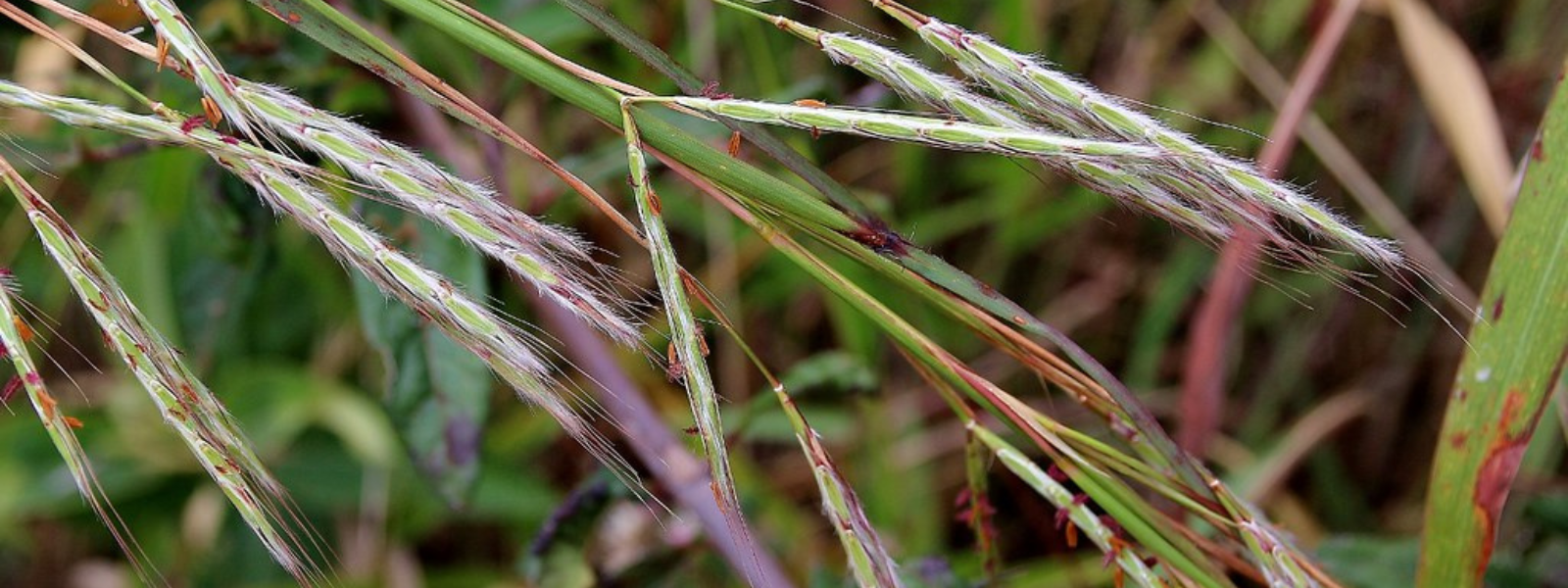 Gamba Grass