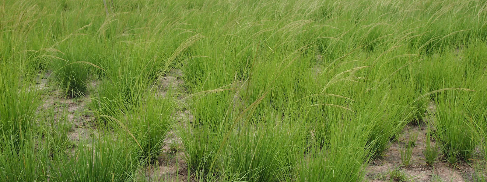 Giant rat's tail grass