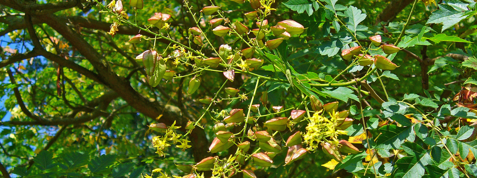 Golden Rain Tree