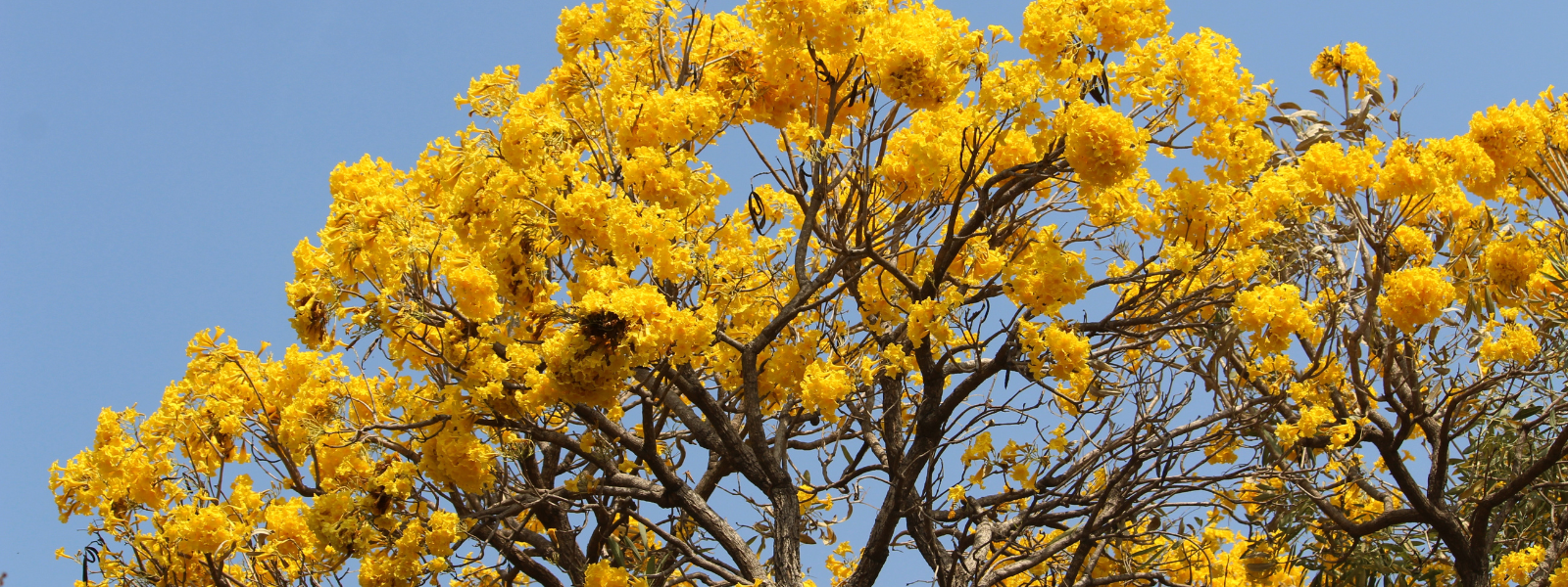 Golden Trumpet Tree