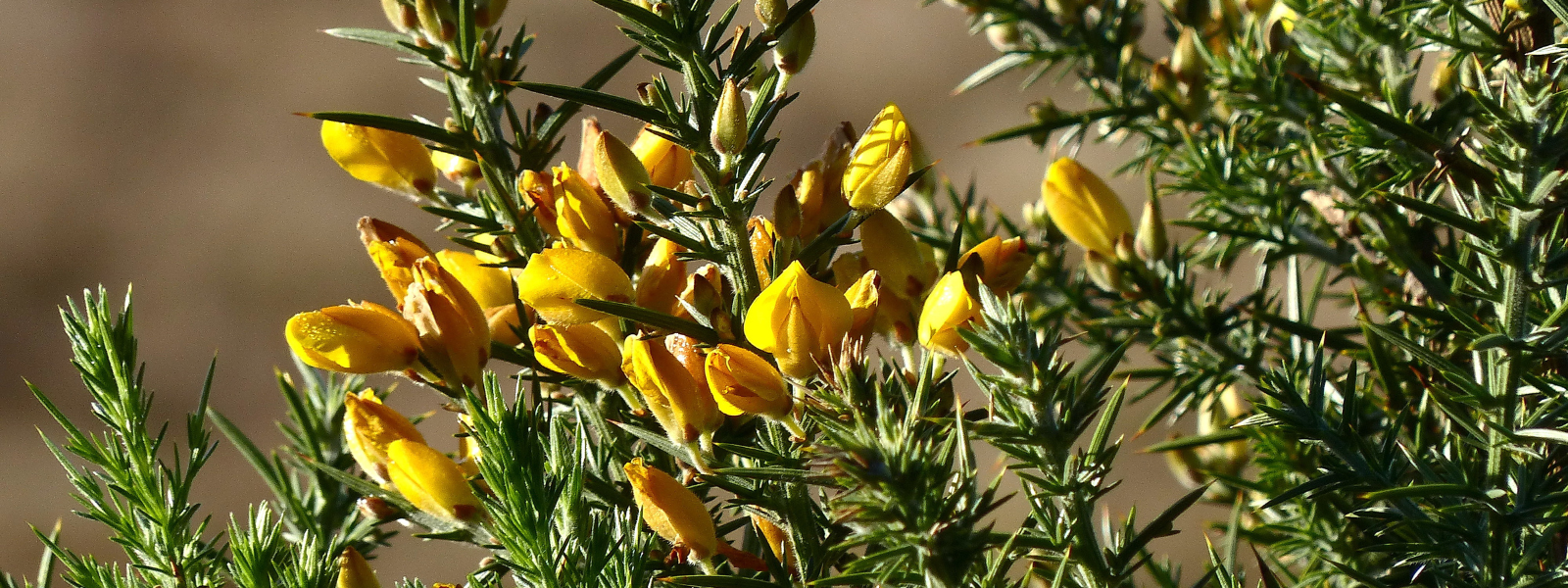 Gorse