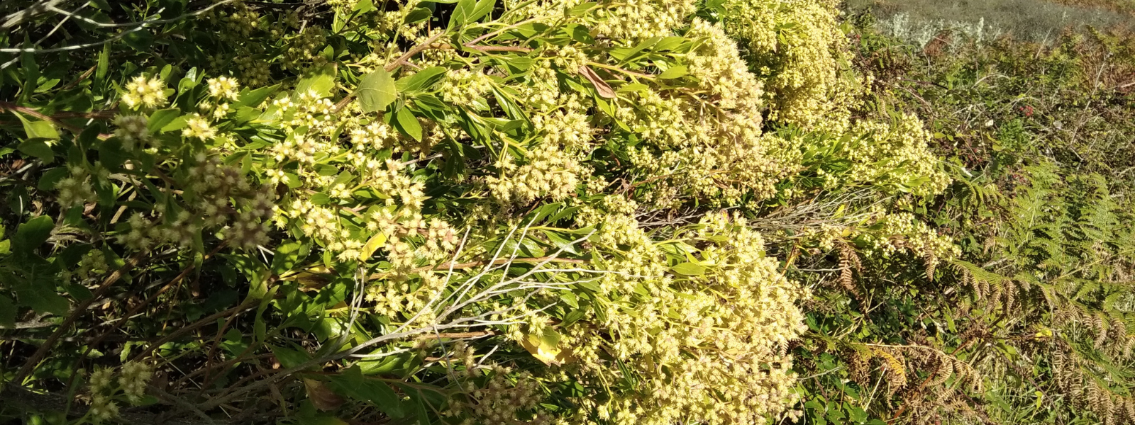 Groundsel bush