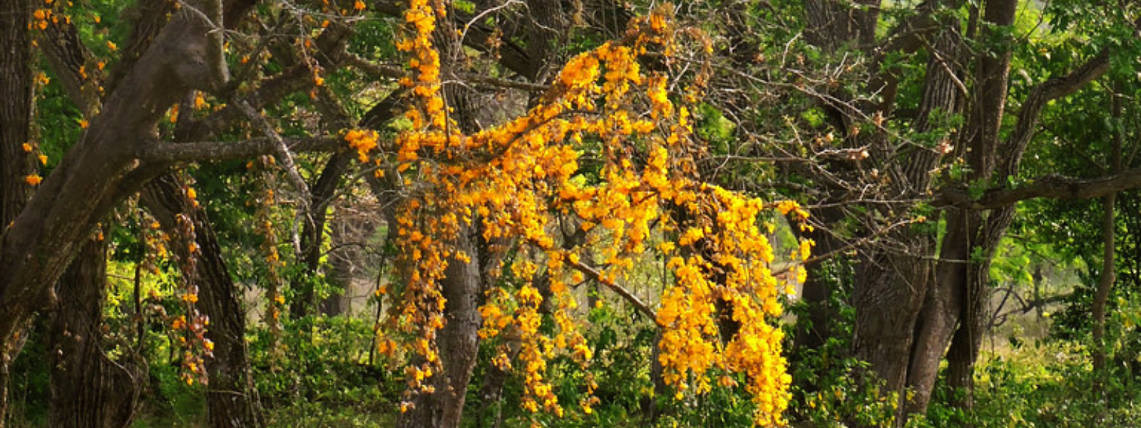 Hairy cat's claw creeper