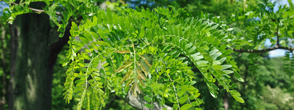 Honey Locust, Gleditsia triacanthos - Greenway Weed Solutions