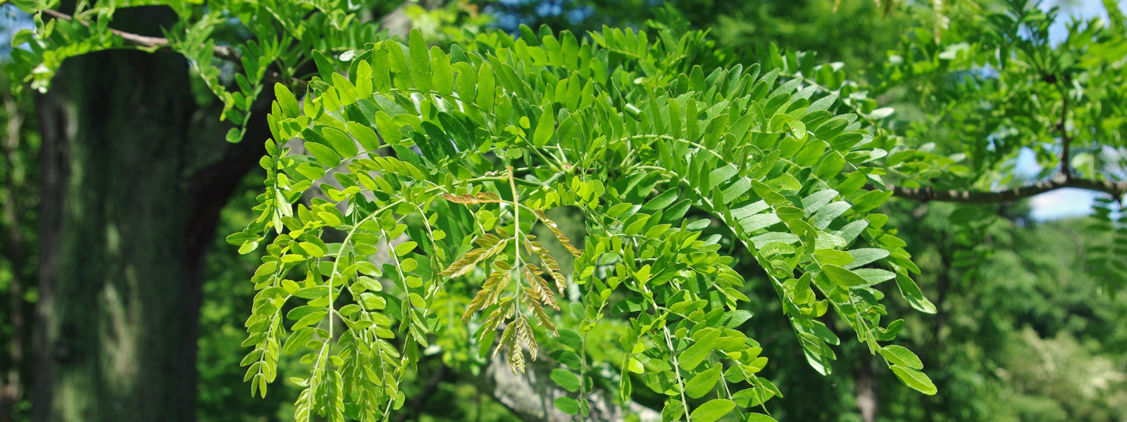 Honey locust