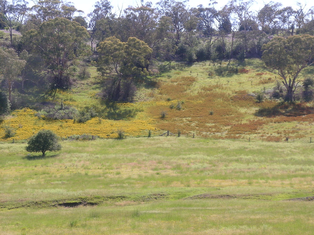 Identifying and Controlling Toxic Plants in Livestock Pastures