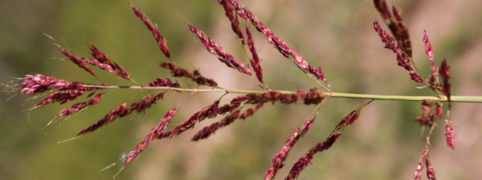 Johnson Grass