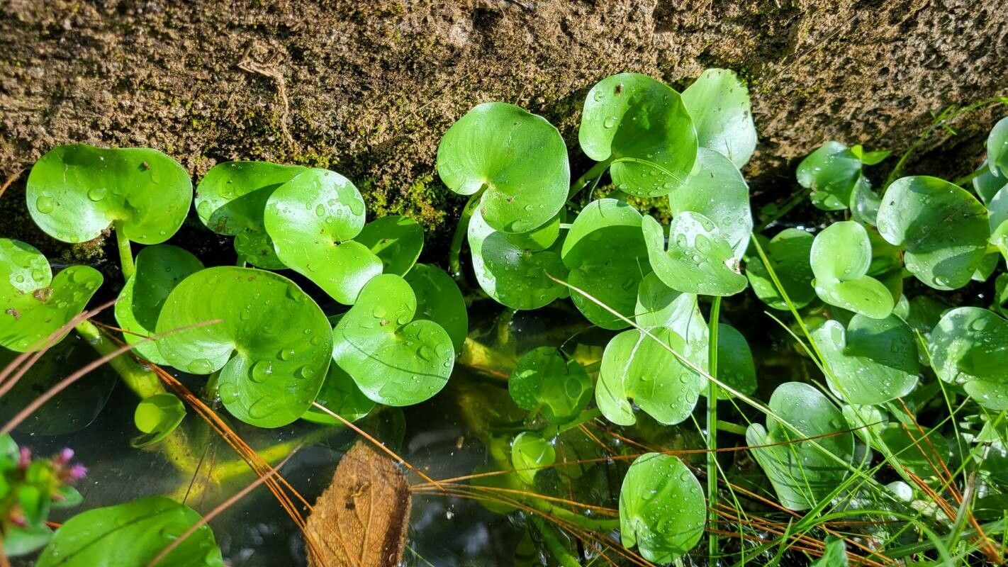 Kidneyleaf Mud Plantain