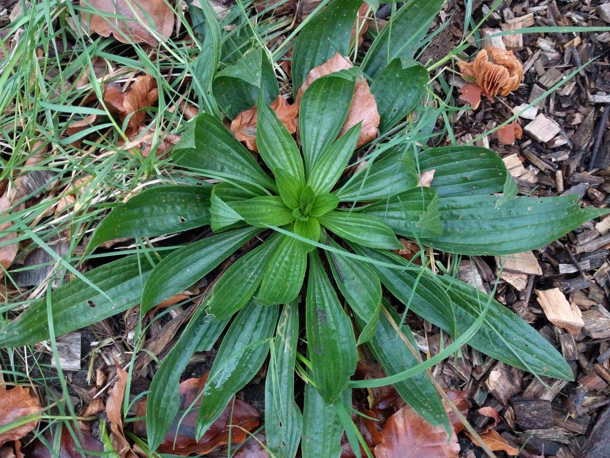 Lambs Tongue