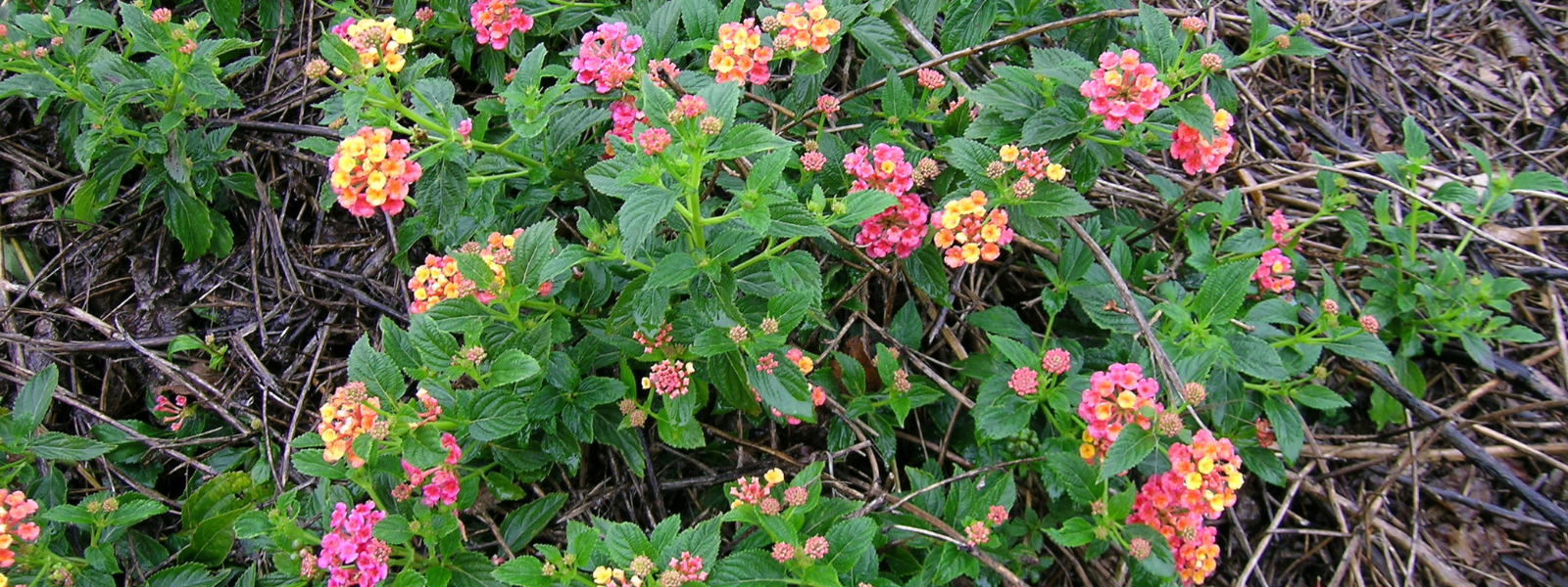 Lantana