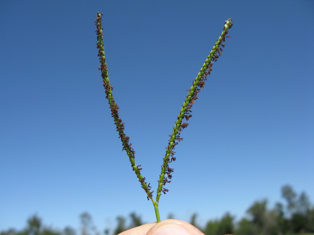 Bahia Grass