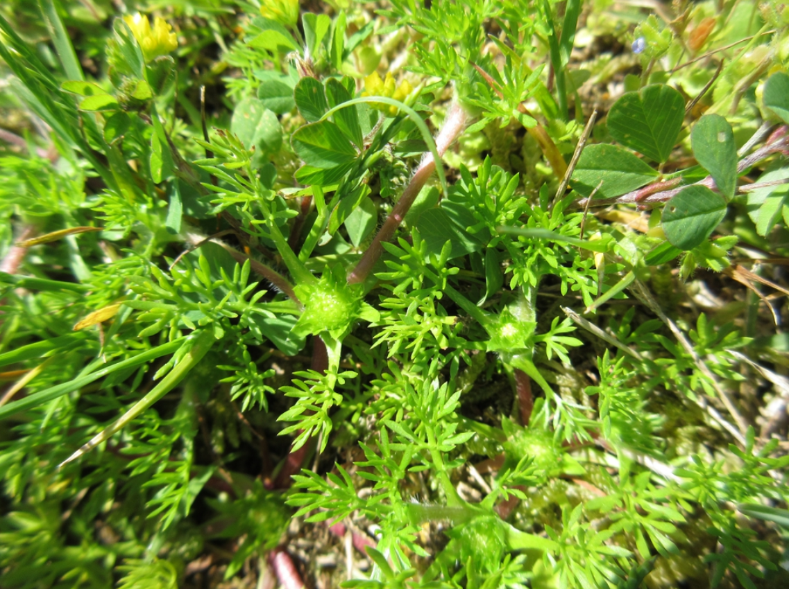 Bindii weed in grass